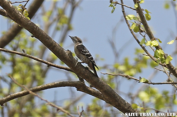 ●Grey-capped Pygmy Woodpecker セグロコゲラ (P.256)　007A9045