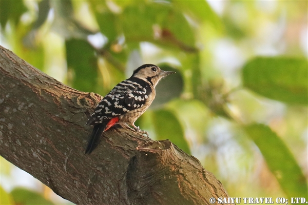 ●Fulvous-breasted Woodpecker コモンアカゲラ　007A9459