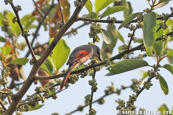 ●Rosy Minivet モモイロサンショウクイ　007A9564