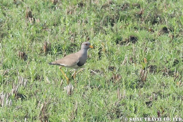 ●Grey-headed Lapwing ケリ　007A0233