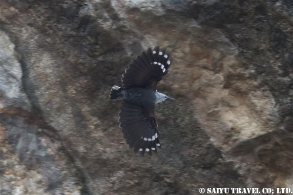 ●Wall Creeper カベバシリ007A1152