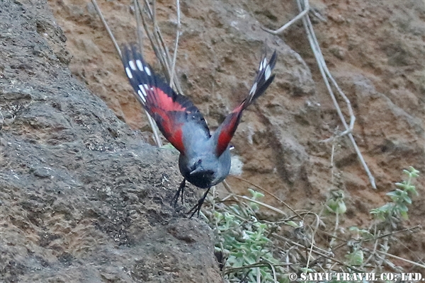 ●Wall Creeper カベバシリ007A1186