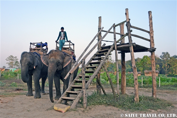 チトワン　エレファントサファリ　Chitwan Elephant Safari (2)