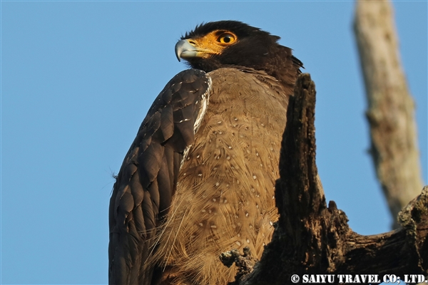 チトワン国立公園　ジープサファリ (13)Crested Serpent Eagle ミナミカンムリワシ