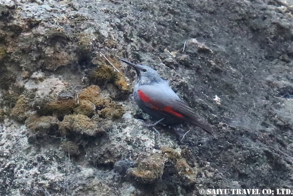 ●Wall Creeper カベバシリ　007A1211