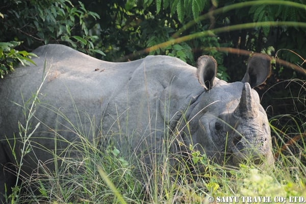 チトワン　エレファントサファリ　Chitwan Elephant Safari (11)