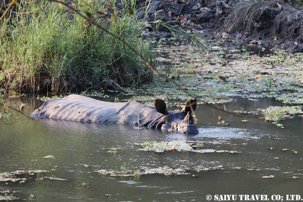 チトワン国立公園　ジープサファリ (7)インドサイ