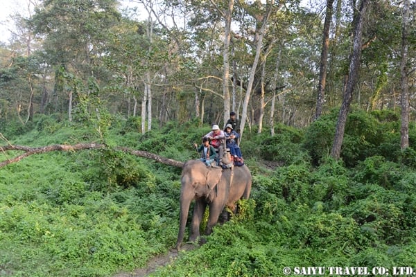チトワン　エレファントサファリ　Chitwan Elephant Safari (3)