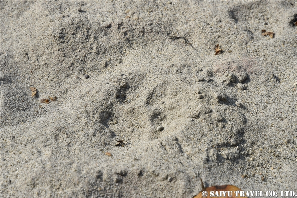 チトワン国立公園　ジープサファリ (14)トラの足跡
