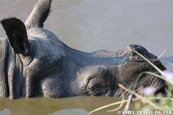 チトワン国立公園　ジープサファリ (10)インドサイ