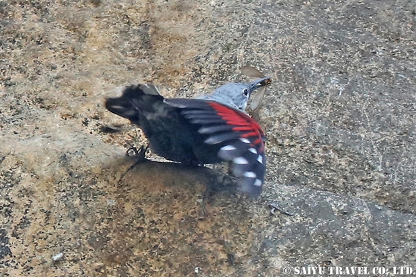 ●Wall Creeper カベバシリ　007A1126