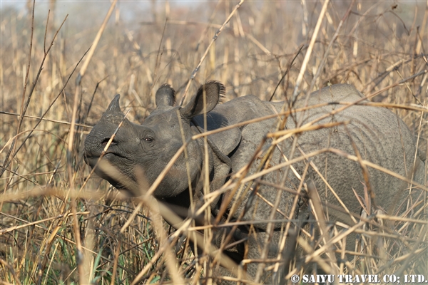 チトワン国立公園　ジープサファリ (8)インドサイ