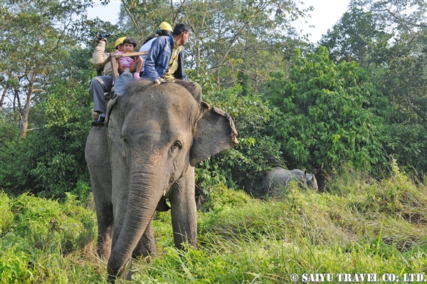 チトワン　エレファントサファリ　Chitwan Elephant Safari (10)