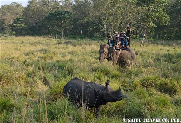 チトワン　エレファントサファリ　Chitwan Elephant Safari (4)