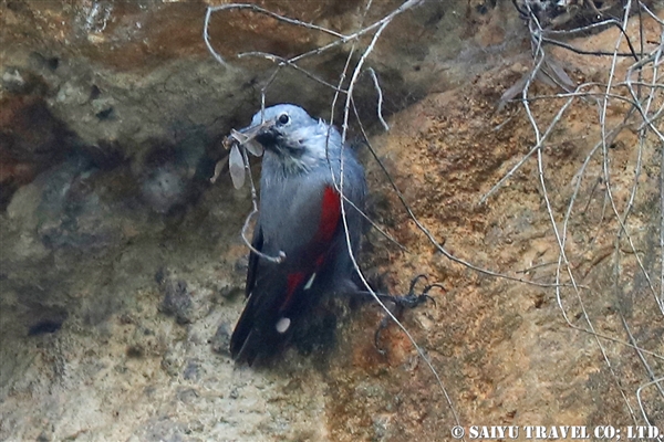 ●Wall Creeper カベバシリ　007A1122