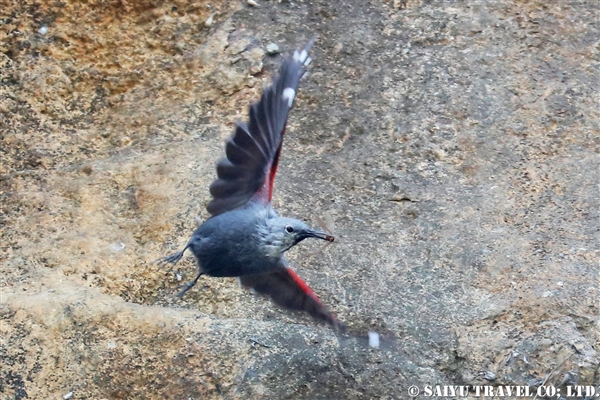 ●Wall Creeper カベバシリ　007A1128