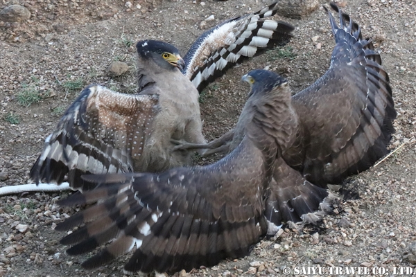 Crested Swerpent Eagle カンムリワシ (2)