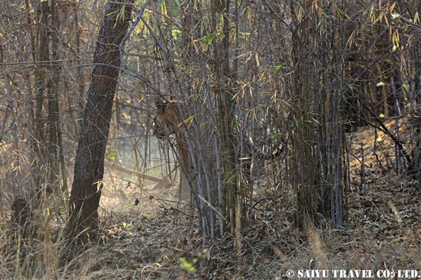インド　タドバ国立公園　ベンガルトラ (11)