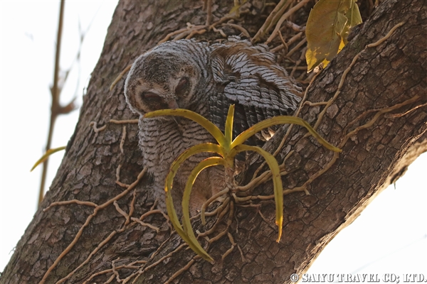 Motteled Wood Owl インドモリフクロウ (6)