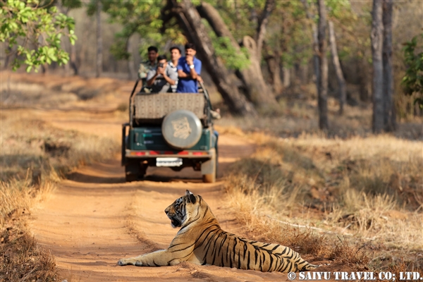 インド　タドバ国立公園　ベンガルトラ (9)