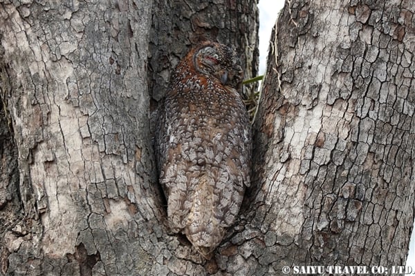 Motteled Wood Owl インドモリフクロウ (10)