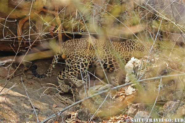 インド　レオパード　インドヒョウ　バンダウガル国立公園 (6)