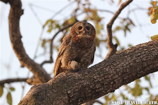 Motteled Wood Owl インドモリフクロウ (9)