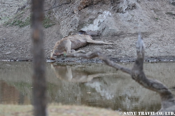 ペンチ国立公園　ベンガルタイガー (2)