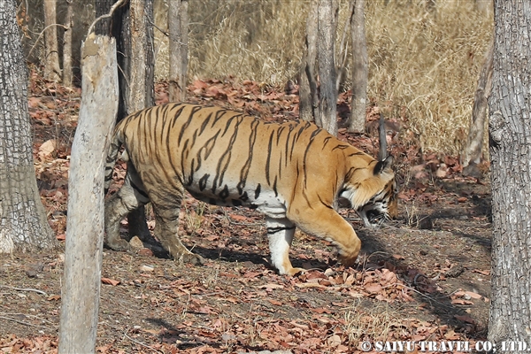 ペンチ国立公園　ベンガルタイガー (8)