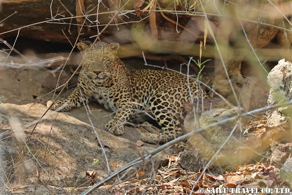 インド　レオパード　インドヒョウ　バンダウガル国立公園 (4)