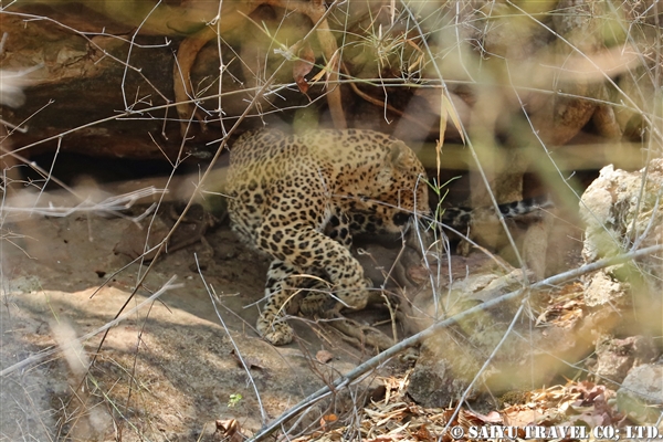 インド　レオパード　インドヒョウ　バンダウガル国立公園 (5)