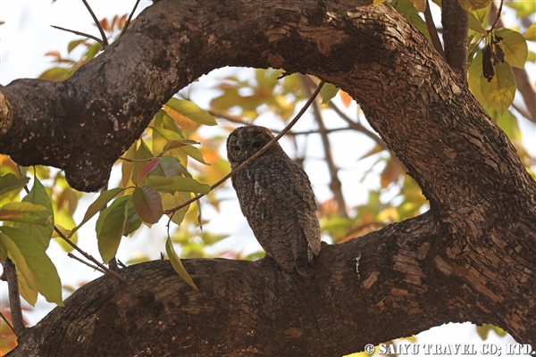 Motteled Wood Owl インドモリフクロウ (1)