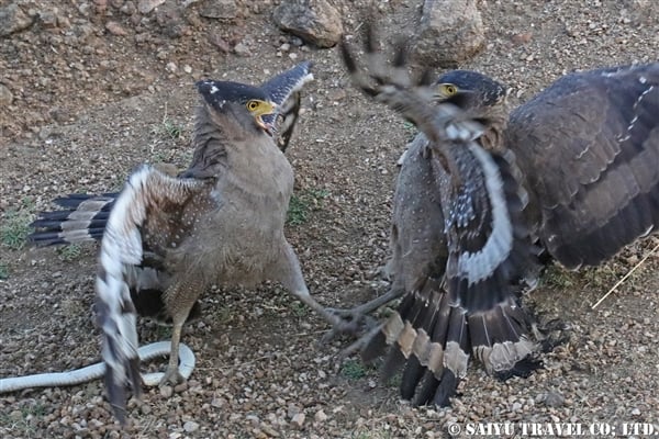 Crested Swerpent Eagle カンムリワシ (1)