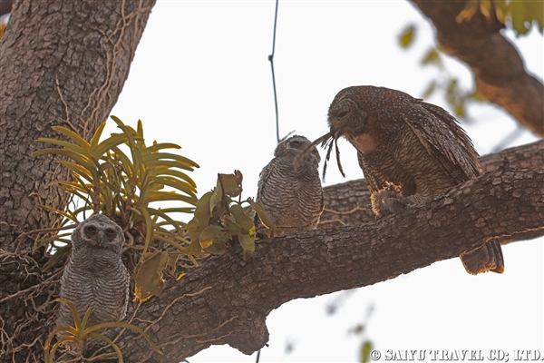 Motteled Wood Owl インドモリフクロウ (7)
