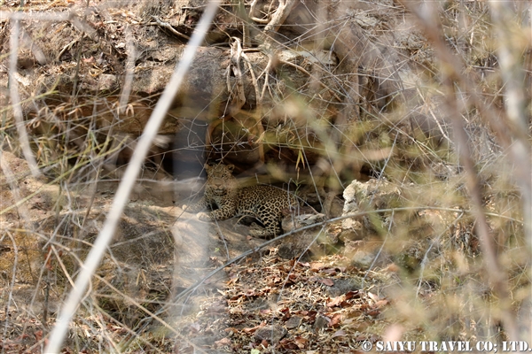 インド　レオパード　インドヒョウ　バンダウガル国立公園 (3)