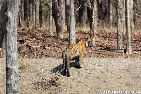 ペンチ国立公園　ベンガルタイガー (16)