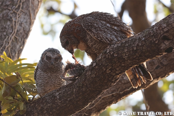 Motteled Wood Owl インドモリフクロウ (5)