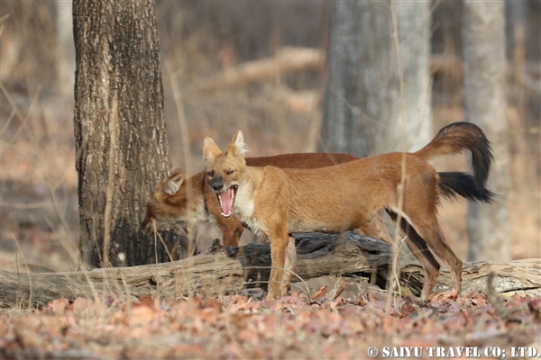 ドール アカオオカミ Dhole ワイルドライフ Wildlife 世界の野生動物観察日記