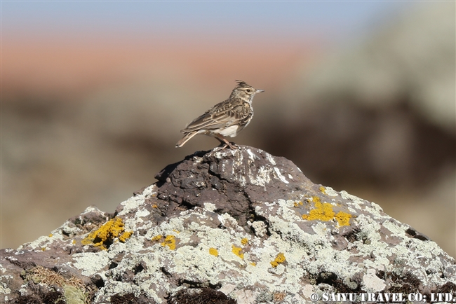 Crested Lark カンムリヒバリ バレマウンテン国立公園　サネッティ高原 (11)