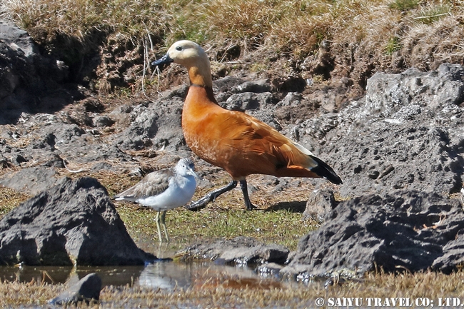 Ruddy Shelduck アカツクシガモ バレマウンテン国立公園　サネッティ高原 (3)