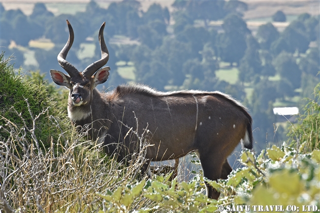 マウンテンニアラ　Mountain nyala (12)