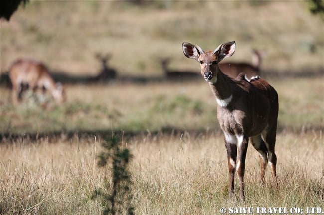 マウンテンニアラ　Mountain nyala (3)