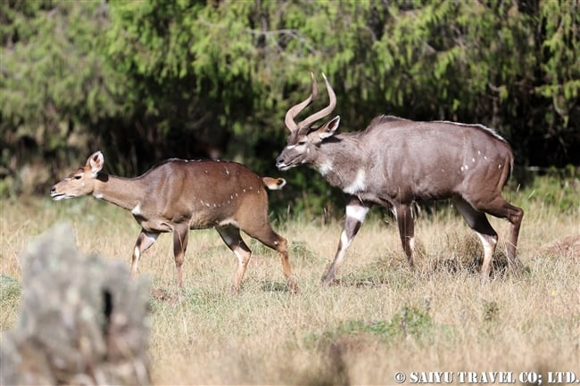 マウンテンニアラ　Mountain nyala (4)