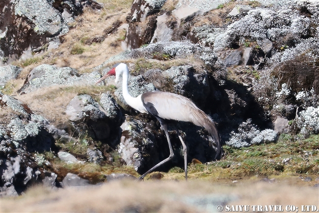 Wattled Crane ホオカザリヅル３