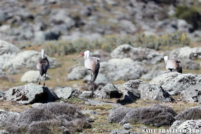 Wattled Crane ホオカザリヅル６