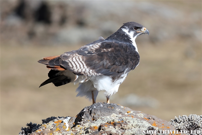 Augur Buzzard ヨゲンノスリ バレマウンテン国立公園　サネッティ高原 (6)