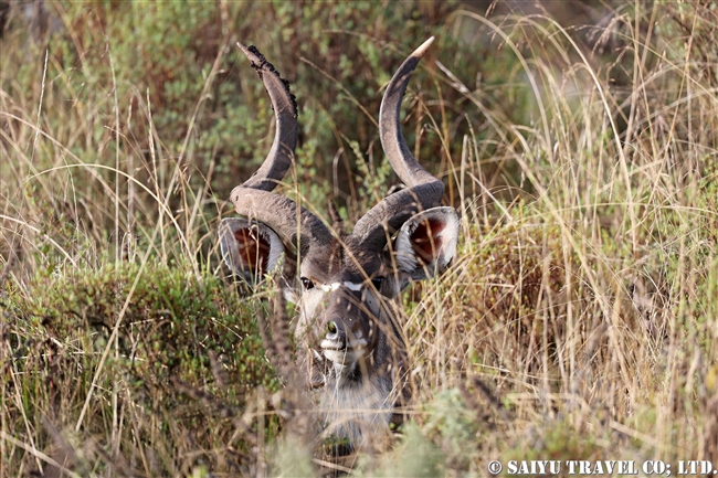 マウンテンニアラ　Mountain nyala (5)