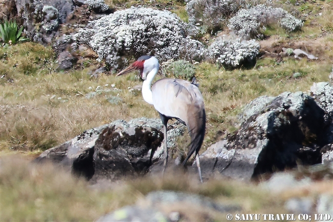 Wattled Crane ホオカザリヅル１