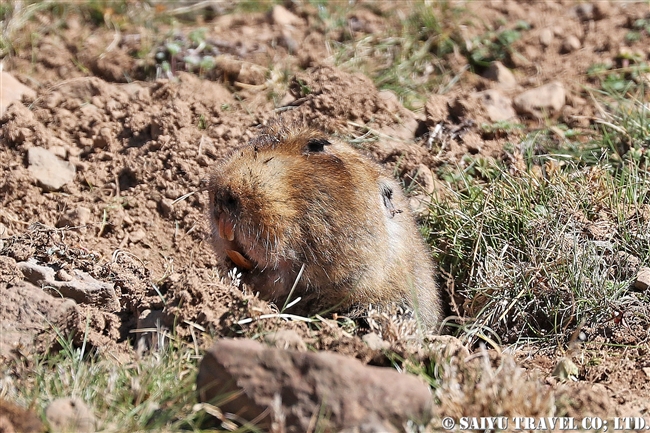 オオタケネズミ giant Molerat