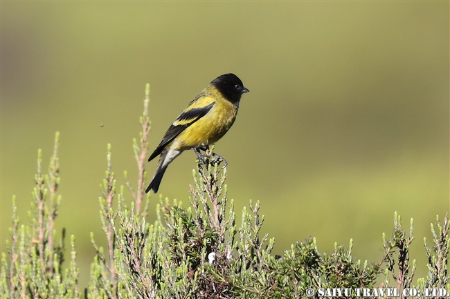 Ethiopean Siskin ズキンヒワ バレマウンテン国立公園　サネッティ高原 (5)